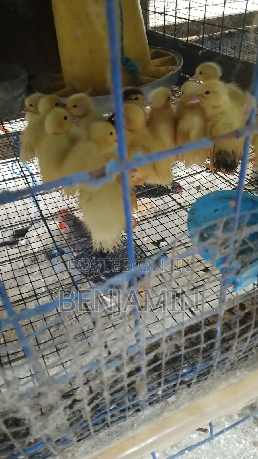 Sasso and Ducks for Sale