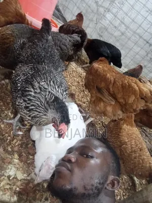 Sasso and Ducks for Sale