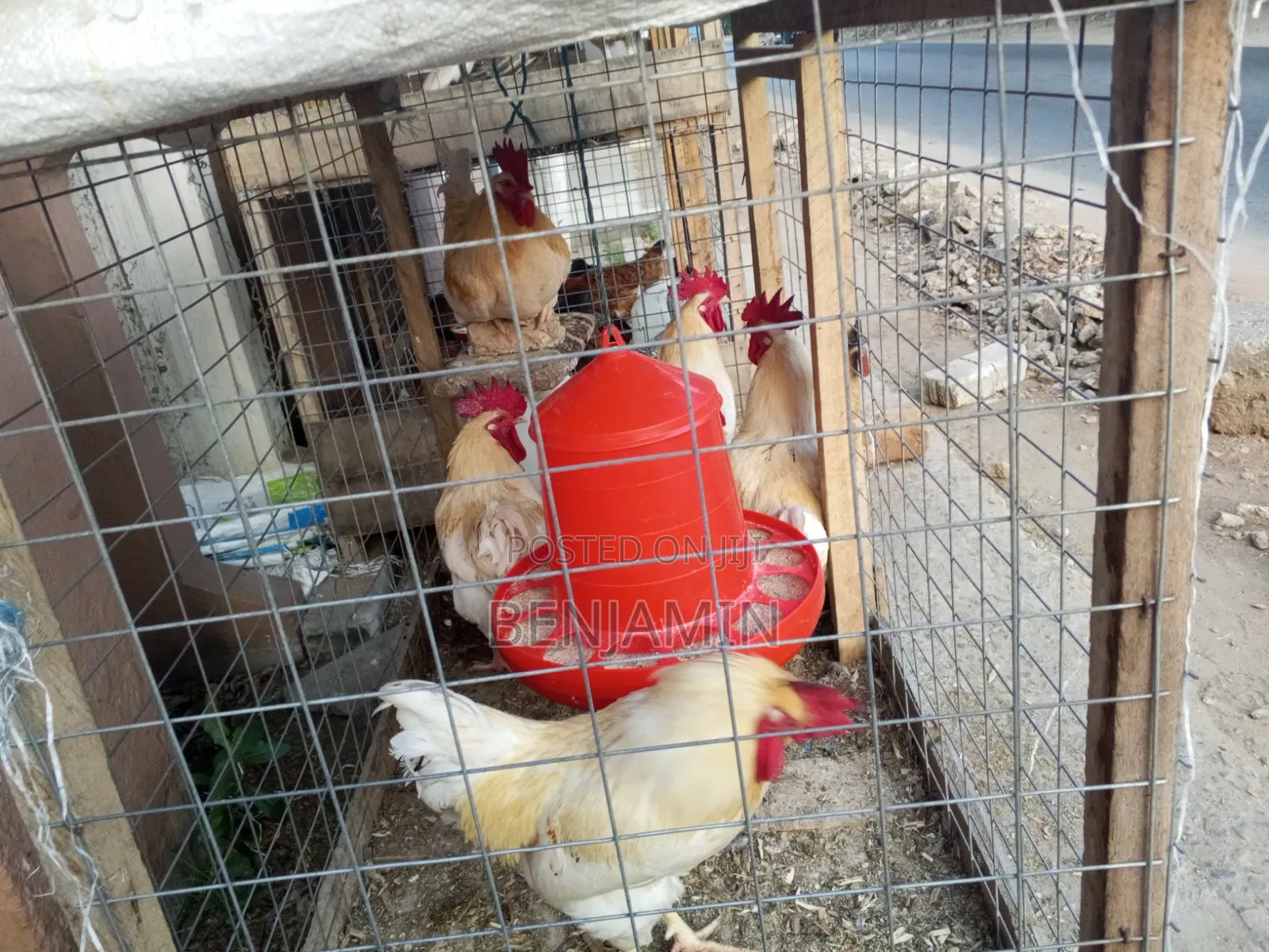 Sasso and Ducks for Sale