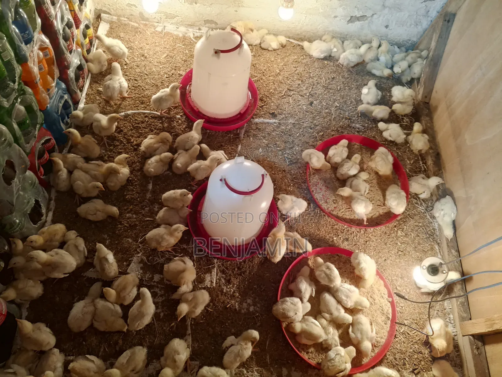 Sasso and Ducks for Sale