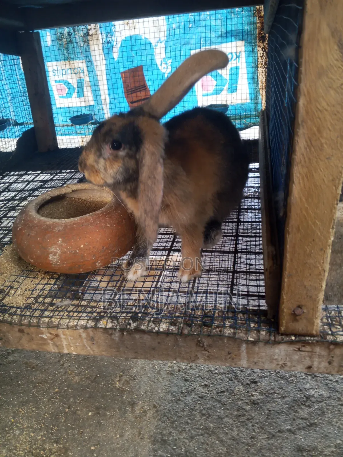 Sasso and Ducks for Sale