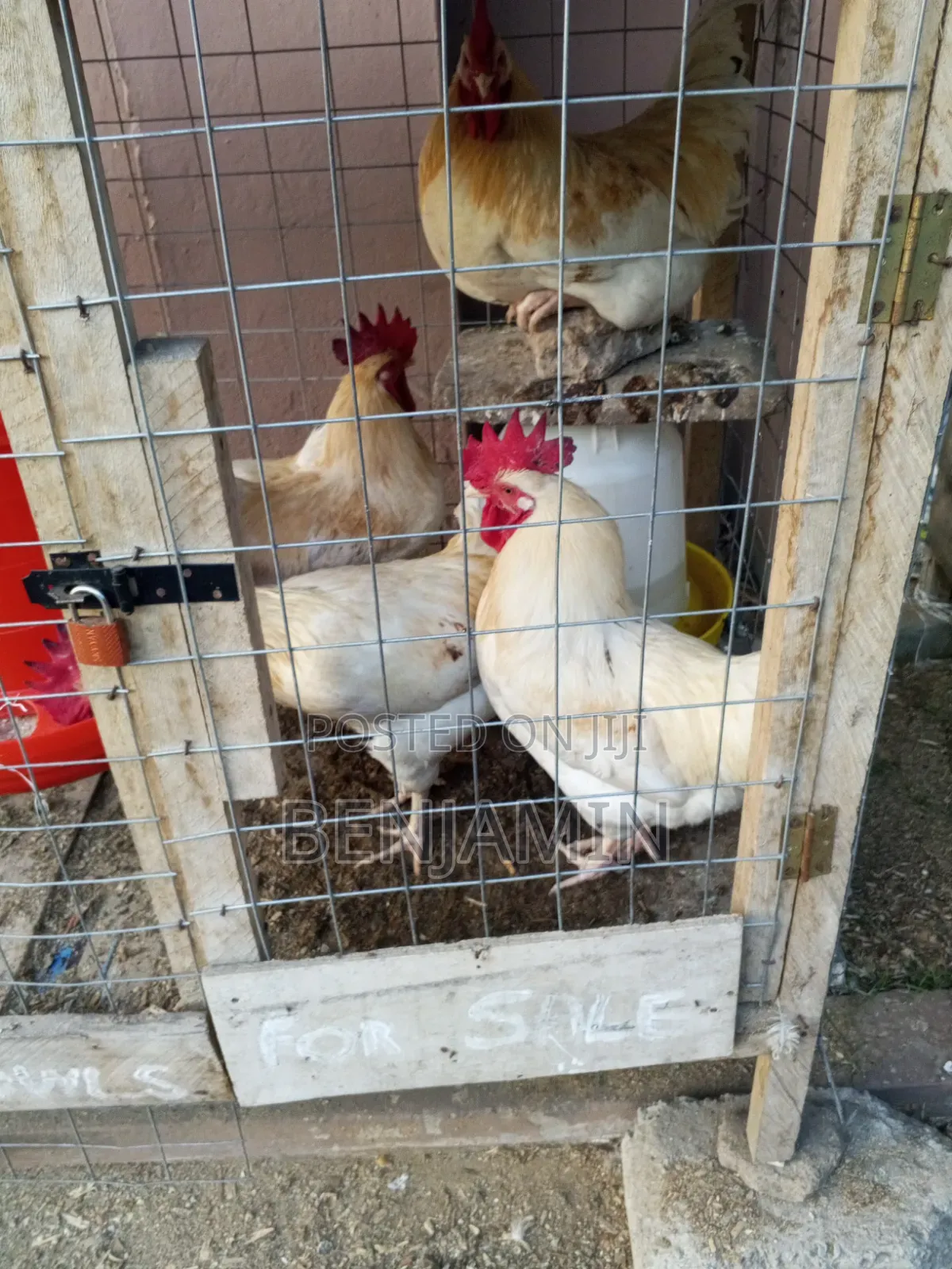 Sasso and Ducks for Sale