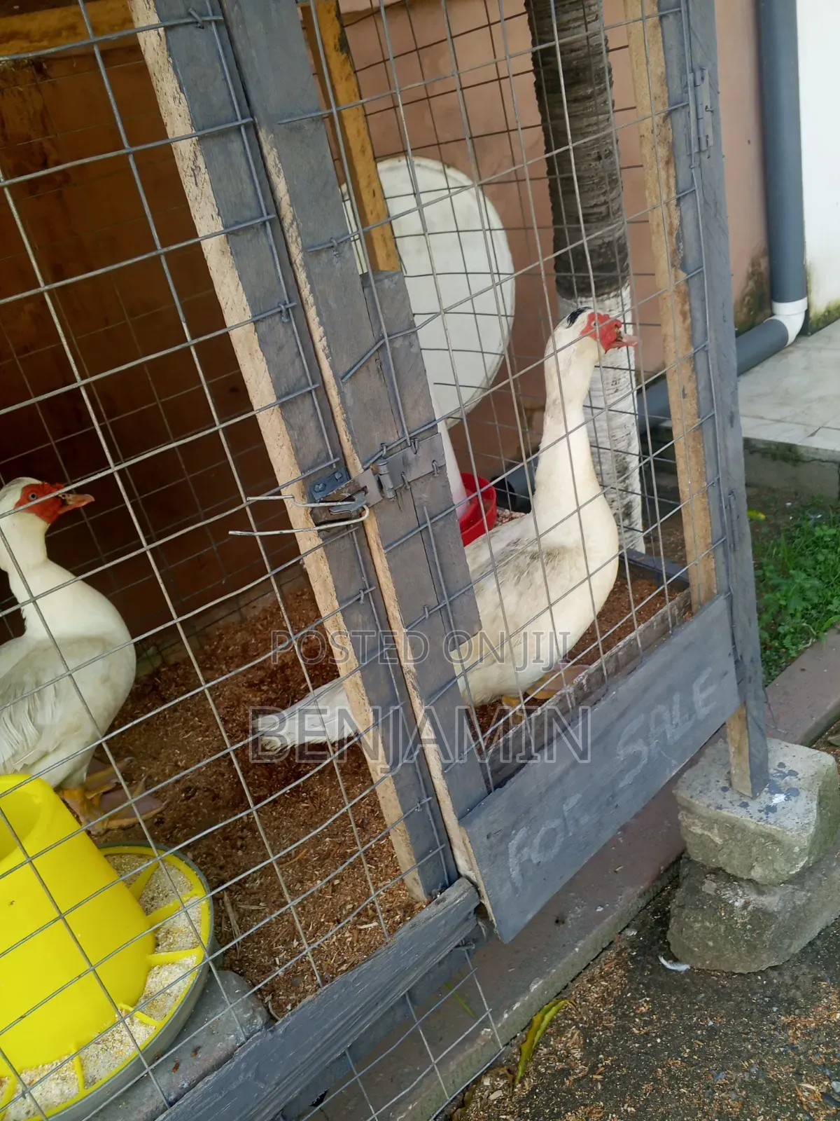 Sasso and Ducks for Sale