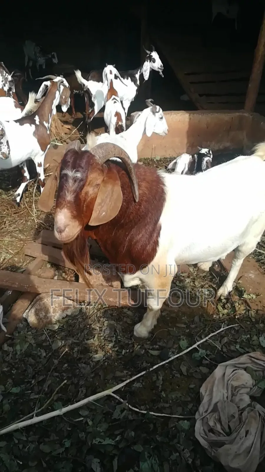 Boer Goats