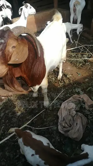 Boer Goats