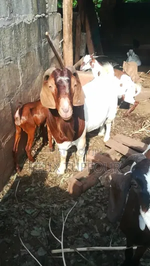 Boer Goats