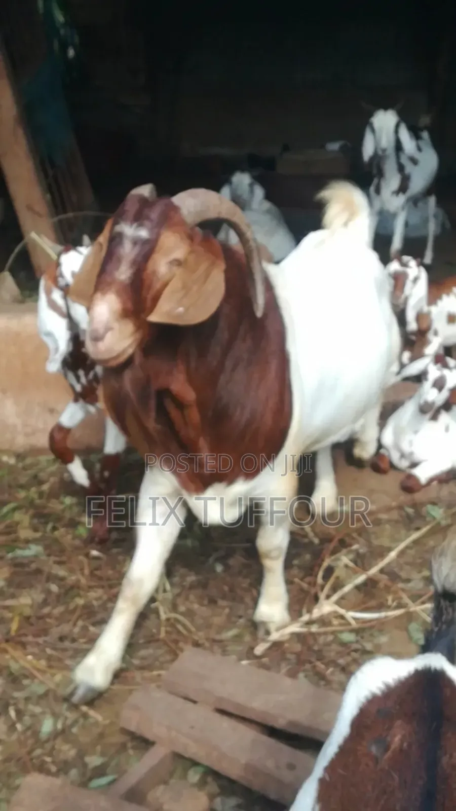 Boer Goats