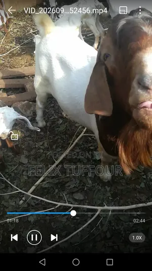 Boer Goats