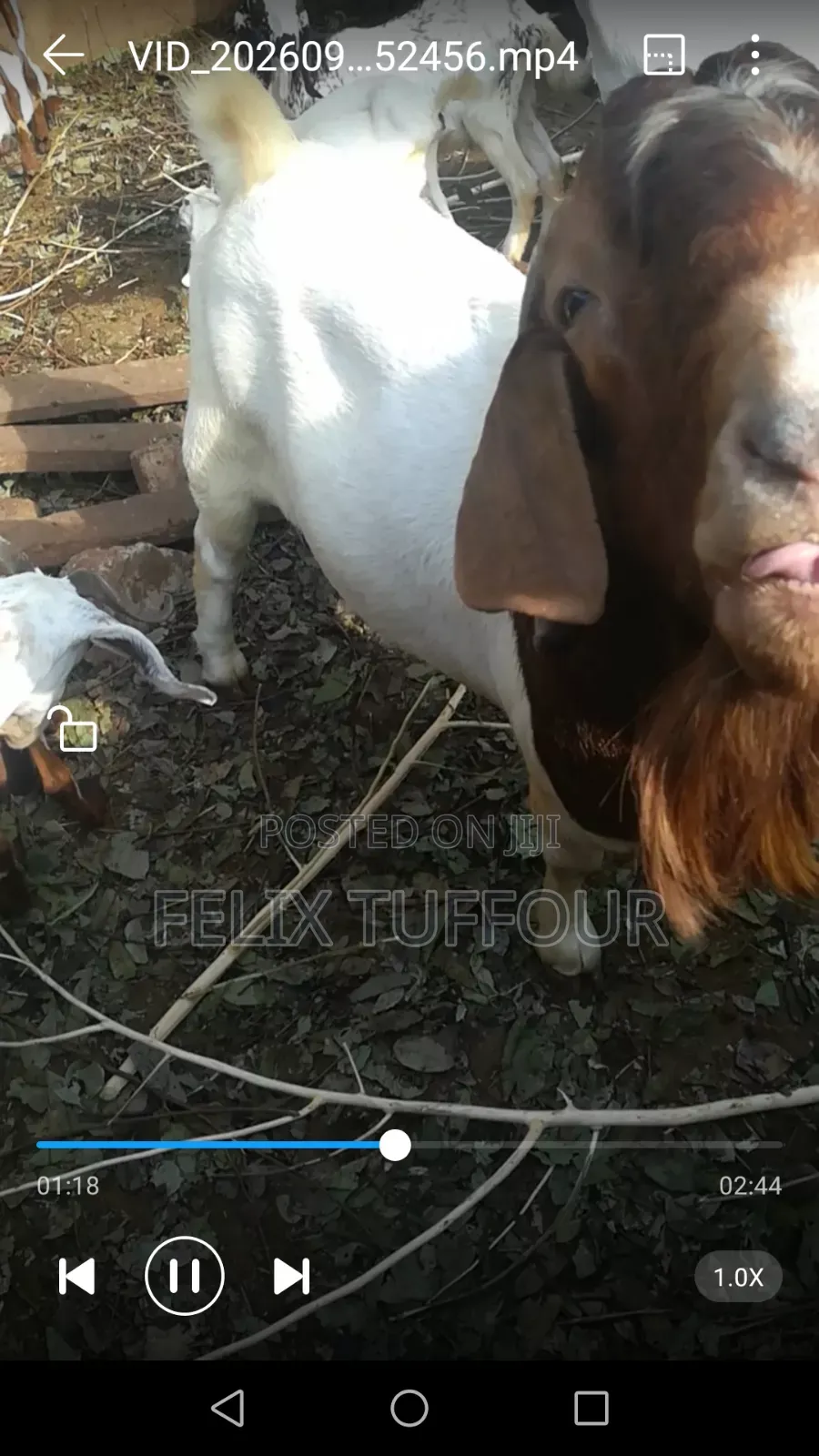 Boer Goats