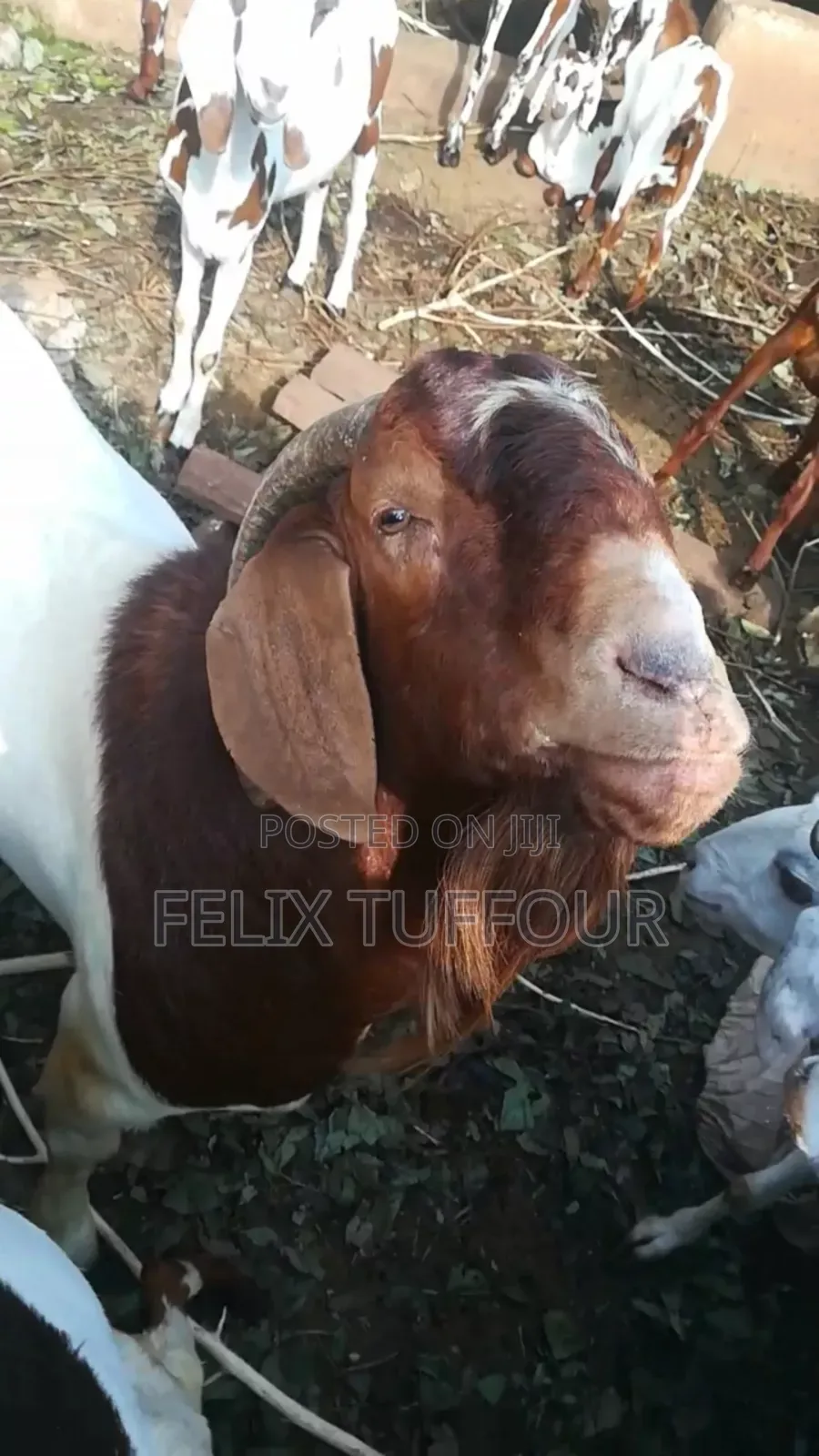 Boer Goats