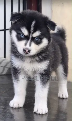 1-3 months Male Purebred Siberian Husky