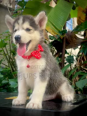 1-3 months Female Purebred Siberian Husky