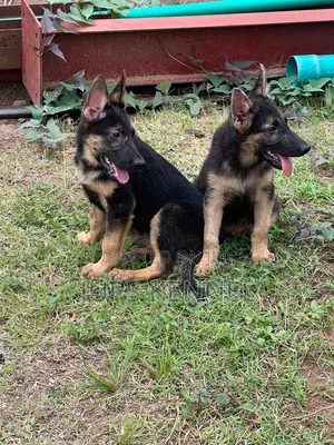 1-3 months Male Purebred German Shepherd