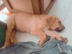 1-3 months Female Purebred Boerboel