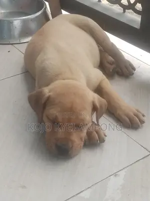 1-3 months Female Purebred Boerboel