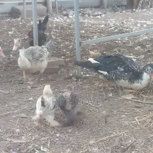Bahma Chicks for Sale