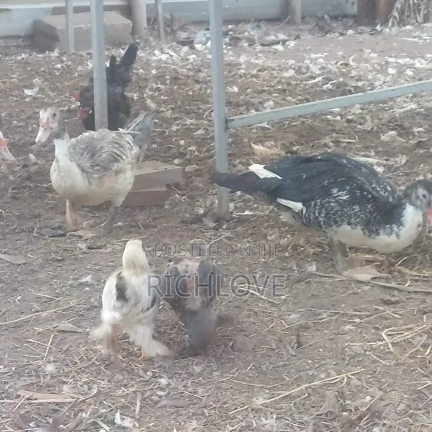 Bahma Chicks for Sale