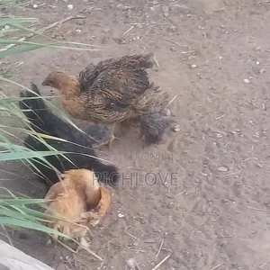 Bahma Chicks for Sale