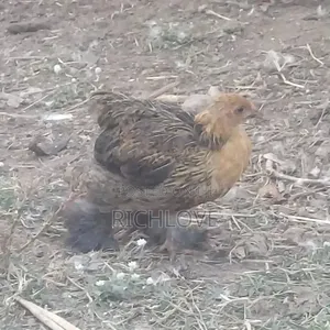 Bahma Chicks for Sale