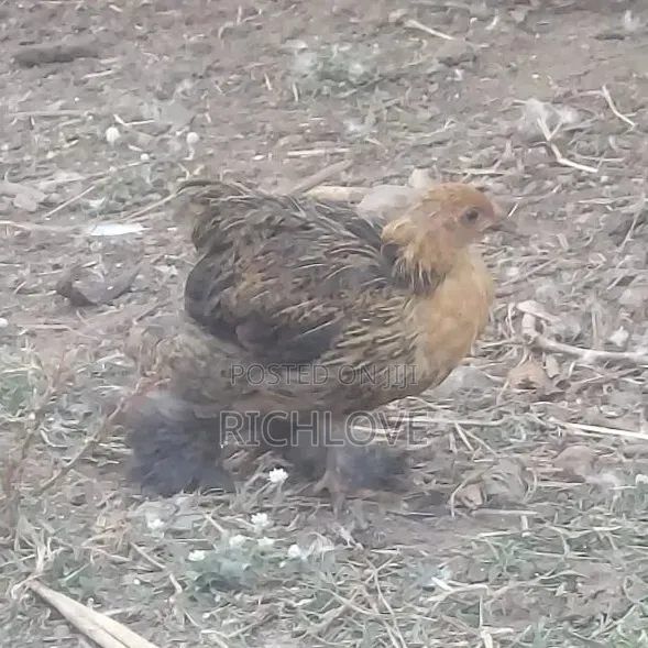 Bahma Chicks for Sale