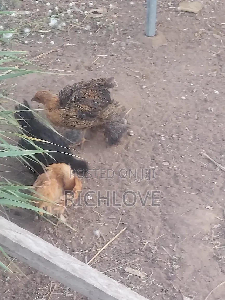 Bahma Chicks for Sale