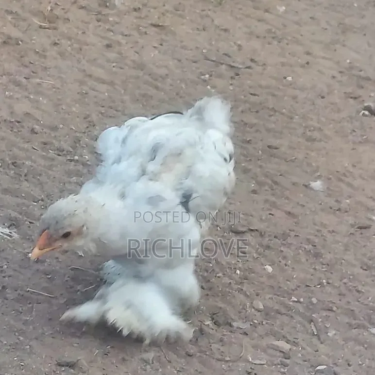 Bahma Chicks for Sale