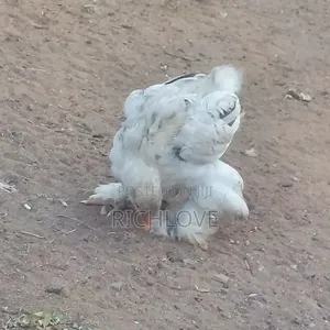 Bahma Chicks for Sale