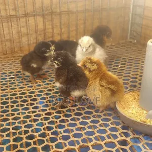 Poultry for Sale