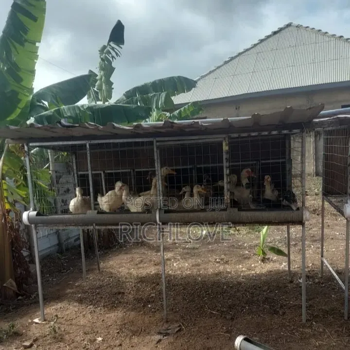 Poultry for Sale