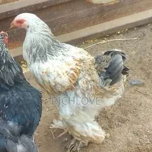 Poultry for Sale