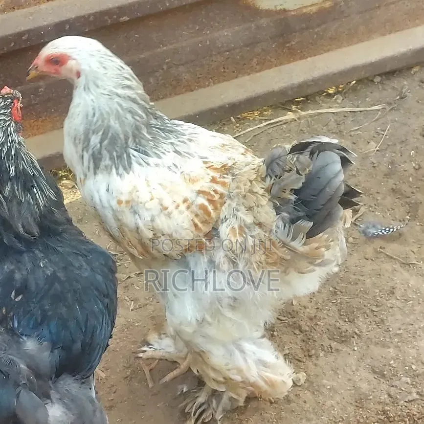 Poultry for Sale