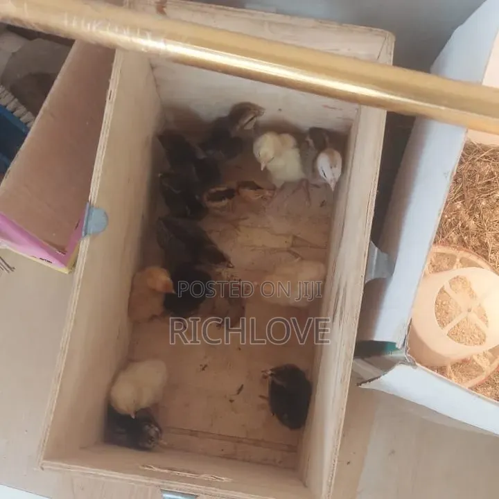 Poultry for Sale
