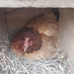 Poultry for Sale