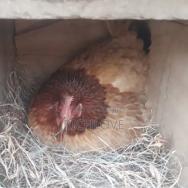 Poultry for Sale
