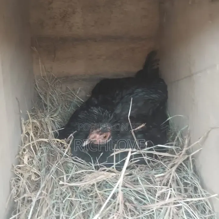 Poultry for Sale