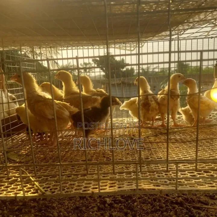 Poultry for Sale