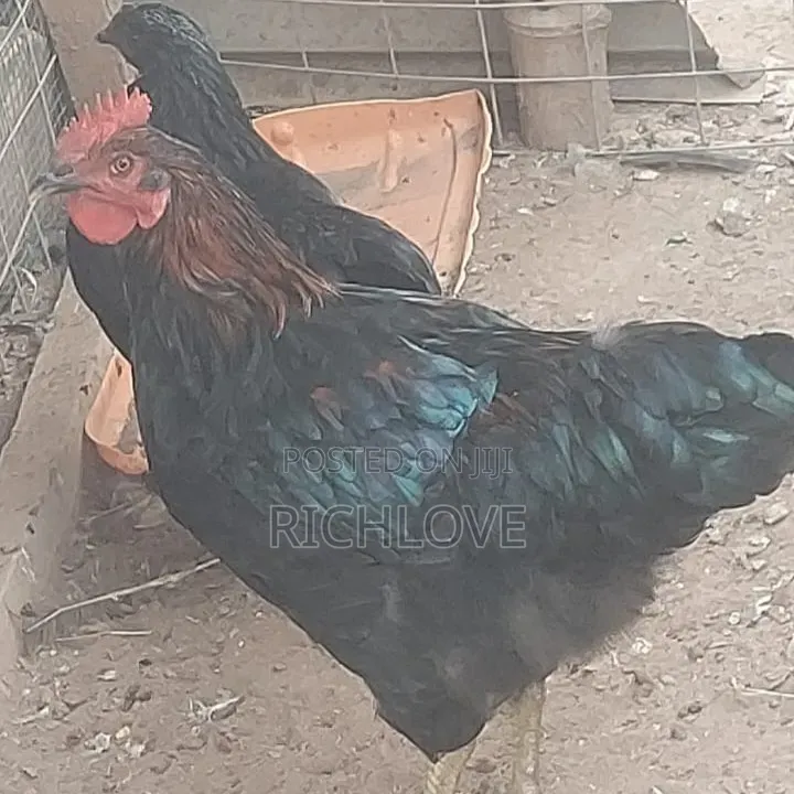 Poultry for Sale