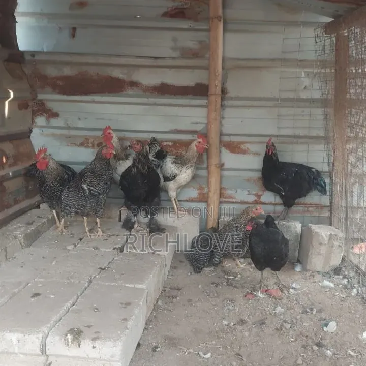 Poultry for Sale