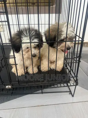 1-3 months Male Purebred Poodle
