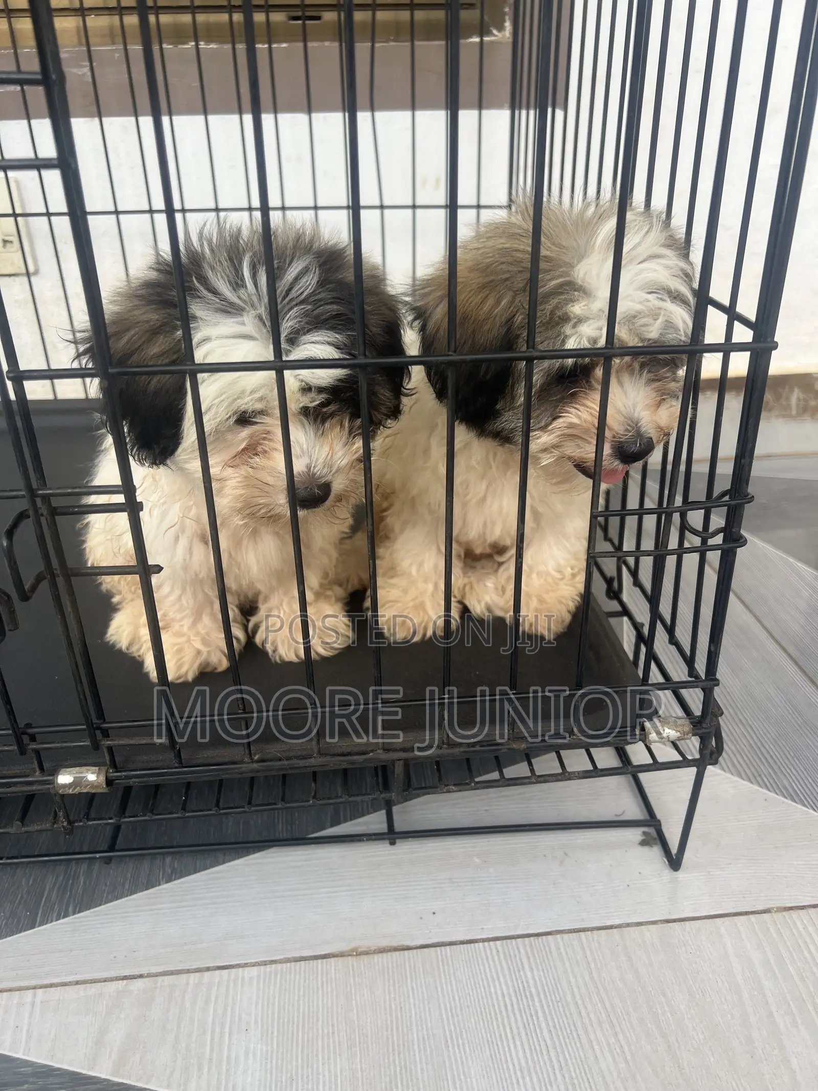 1-3 months Male Purebred Poodle