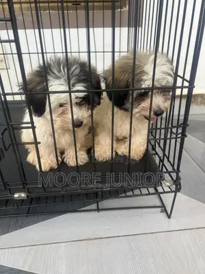 1-3 months Male Purebred Poodle
