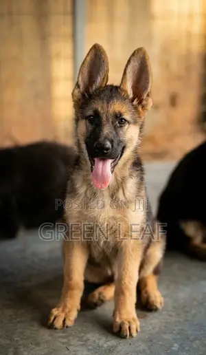 1-3 months Female Purebred German Shepherd