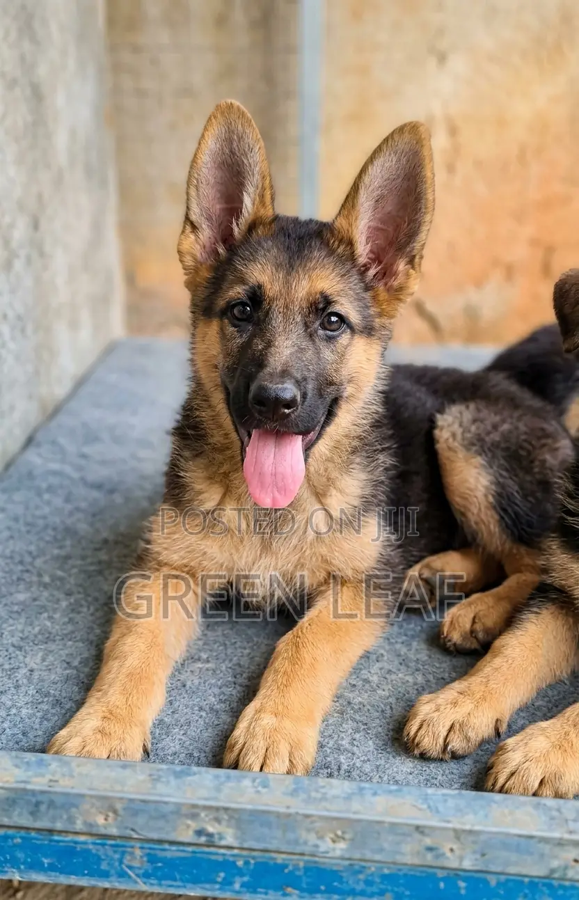 1-3 months Female Purebred German Shepherd