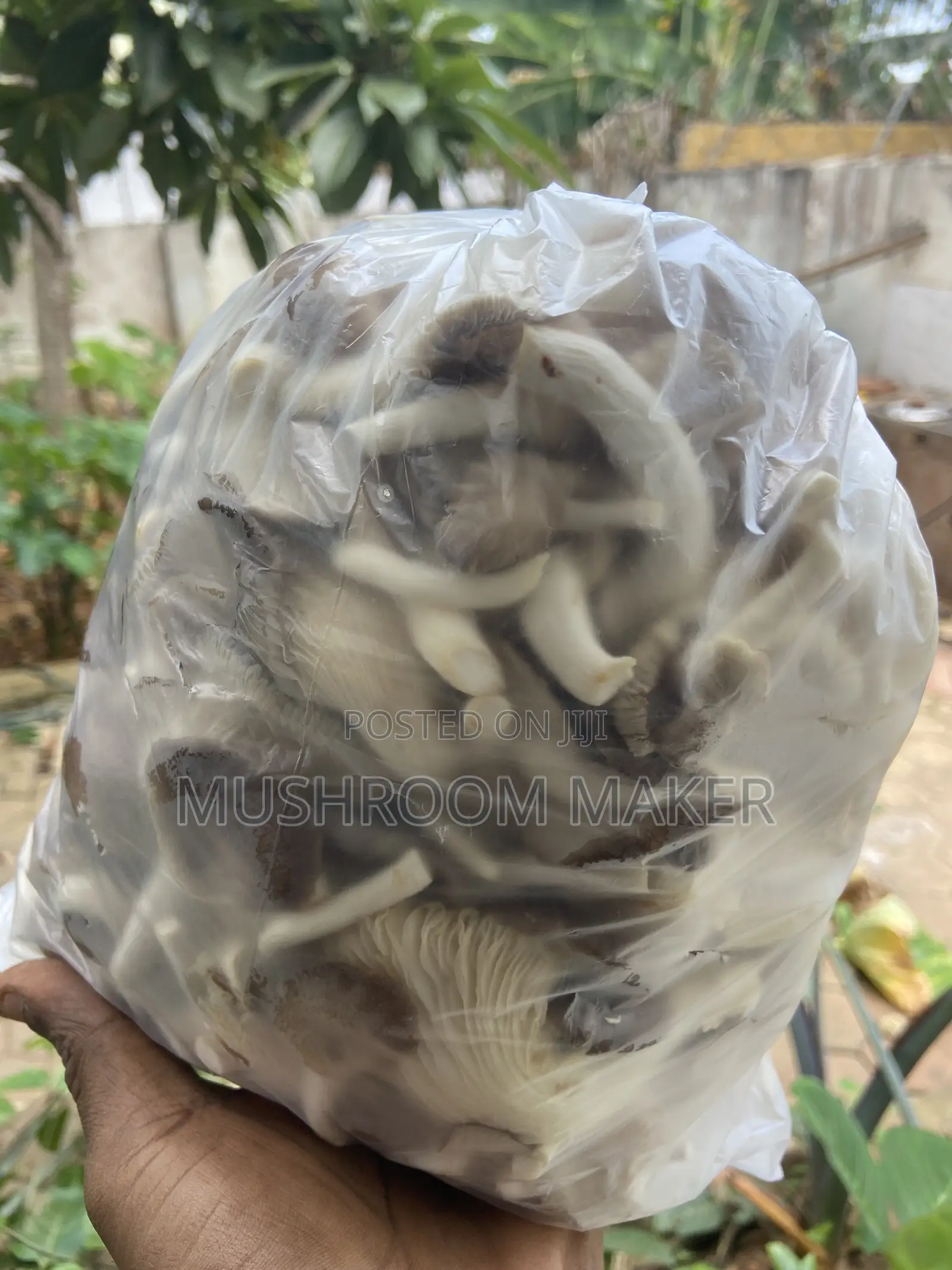 Fresh and Dry Oyster Mushrooms