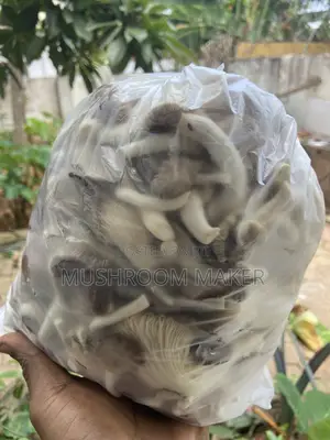 Fresh and Dry Oyster Mushrooms