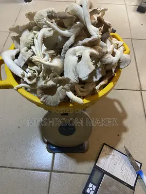 Fresh and Dry Oyster Mushrooms