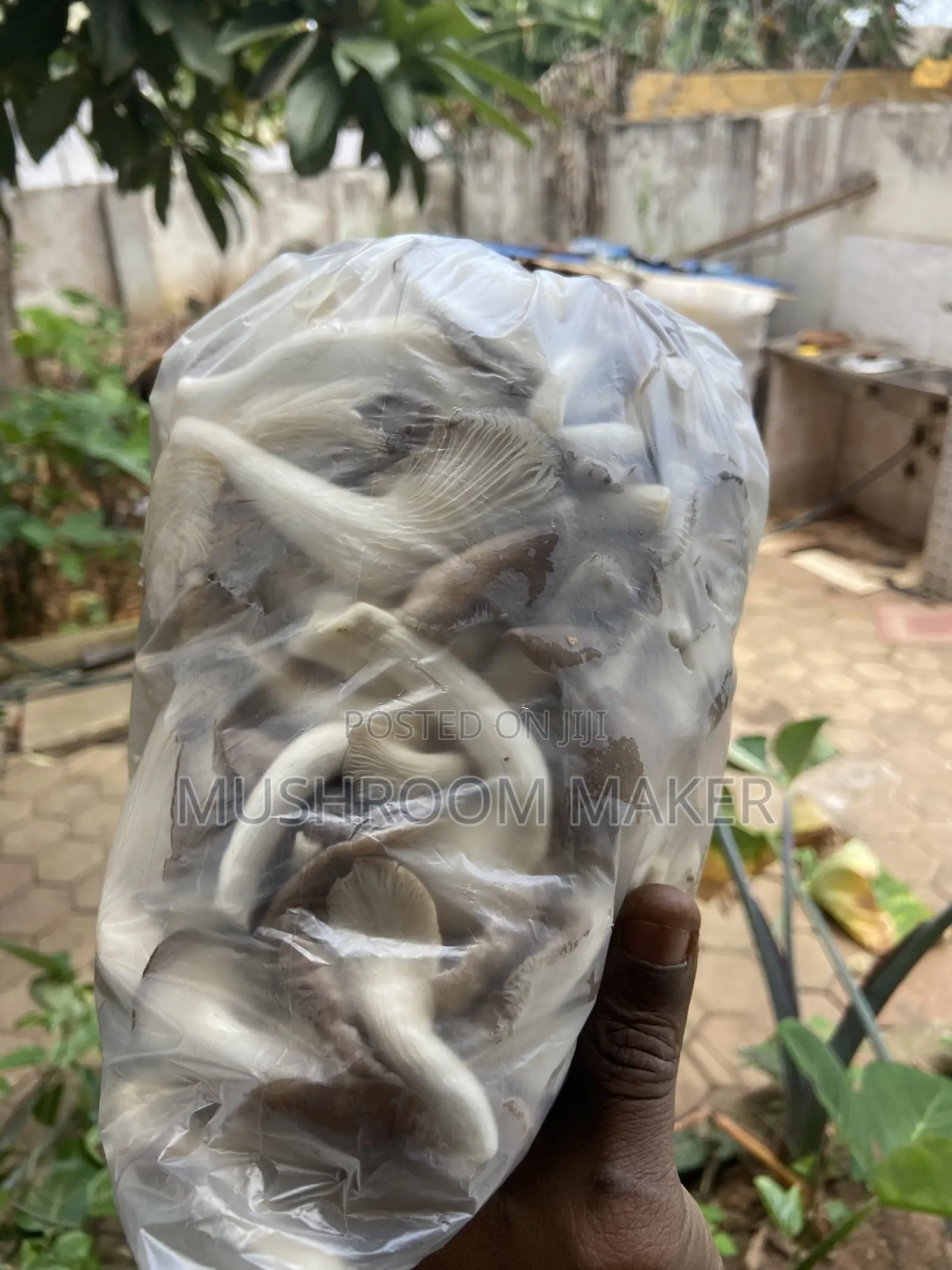 Fresh and Dry Oyster Mushrooms