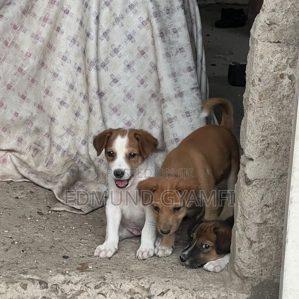1-3 months Male Purebred Mongrel (No Breed)