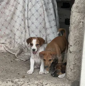 1-3 months Male Purebred Mongrel (No Breed)
