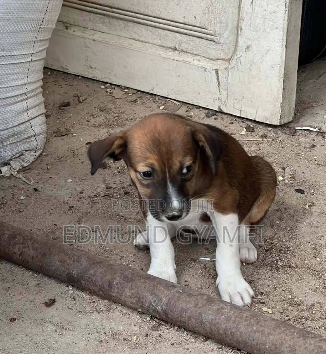 1-3 months Female Purebred Mongrel (No Breed)